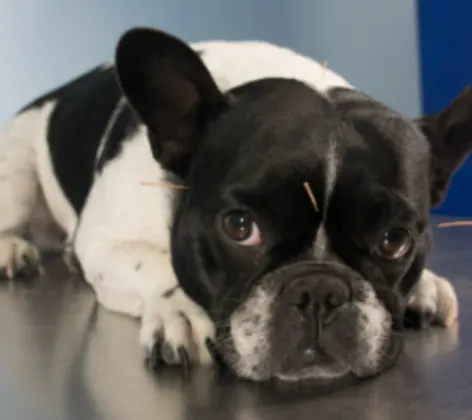 A Black & White Dog Lying Down Receiving Acupuncture Treatment